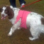 Plenty of dogs to drag their owners around!