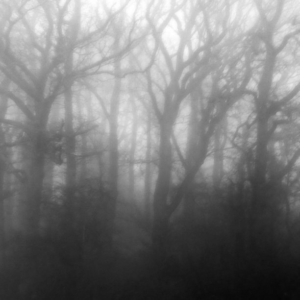 fog