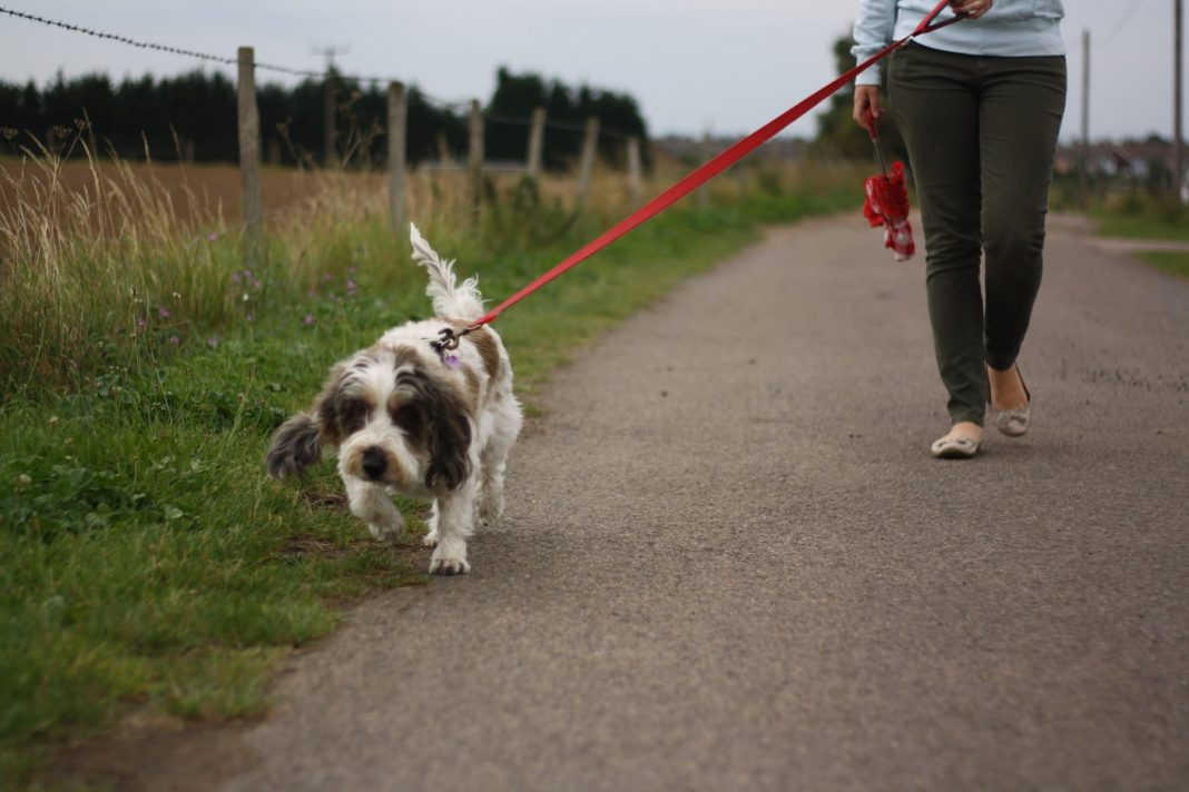 dog-walk-flickr