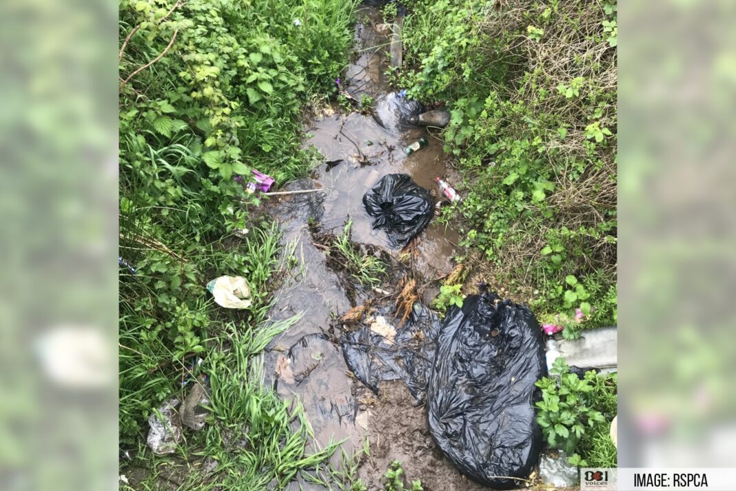 Stream littered with dumped rubbish bags where the puppy was discovered