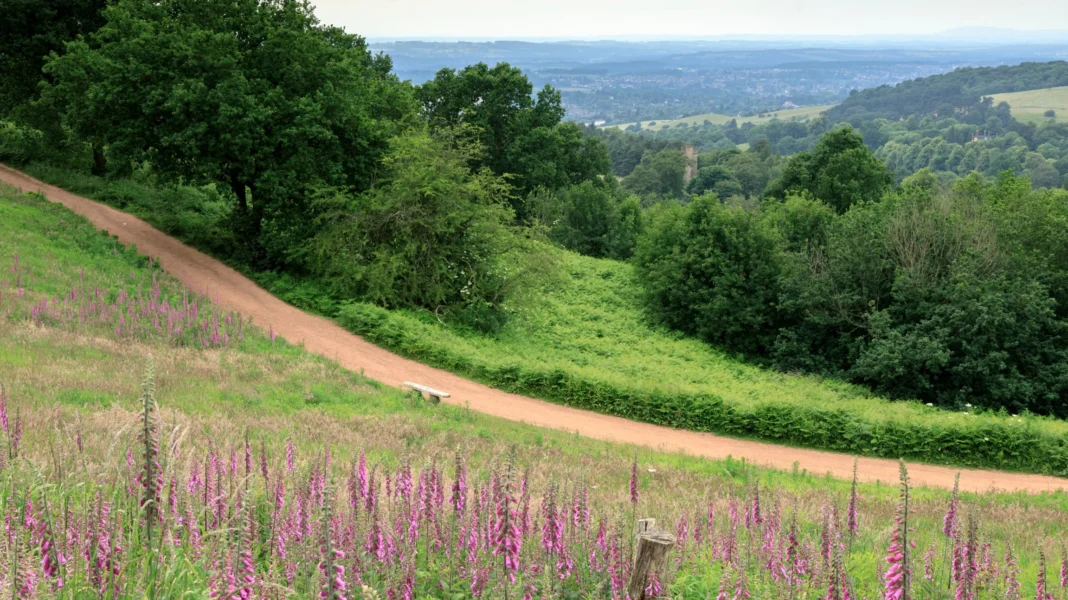 foxgloves-clent-hills-worcestershire-1410983.jpg