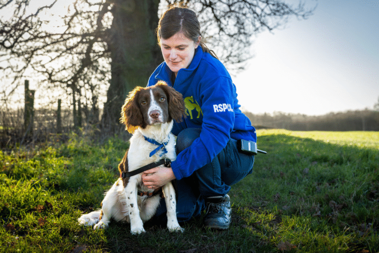 RSPCA warns of rehoming crisis as record numbers of dogs flood into ...