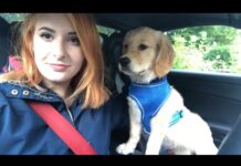 4 year old family dog falls and dies in local canal