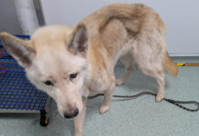 Ten year ban and suspended sentence for woman who neglected her dog