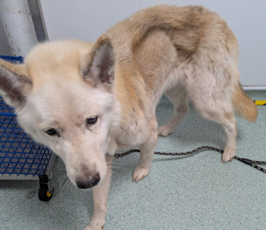 Ten year ban and suspended sentence for woman who neglected her dog