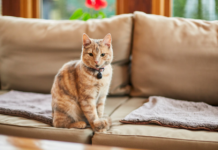 New renters’ rights law to ‘revolutionise’ pet ownership in England