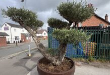 Impressive Olive Tree on sale in Rubery