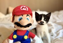 Moustachioed Super Mario lookalike kitten seeks fun new home!