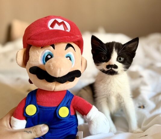 Moustachioed Super Mario lookalike kitten seeks fun new home!